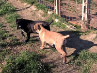 cuccioli cane corso